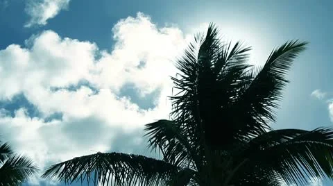 Sun Palm tree Stock-Footage 8997867