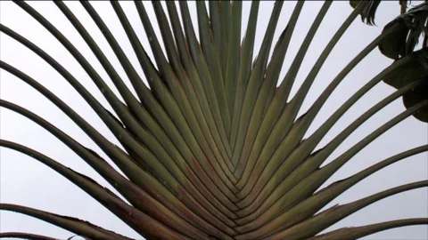 Sun palm tree Video stock 81053126