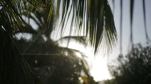 SUN PALMS TROPICAL Vidéo 49350590