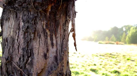 Sun Pan Behind Tree Vídeos de archivo 24724517