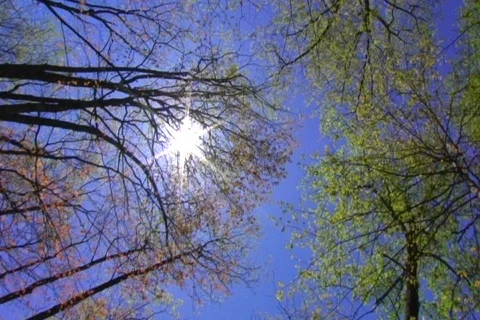 Sun pan through trees Stockbeeldmateriaal 374122