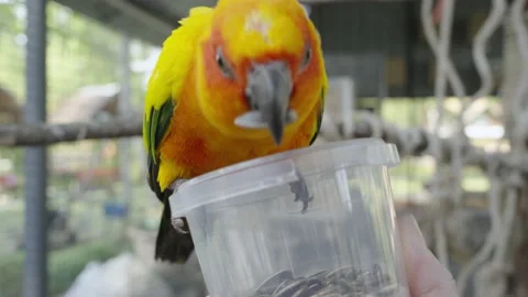 The sun parakeet (Aratinga solstitialis), also known as the sun conure Stock Footage 232393194