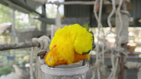 The sun parakeet (Aratinga solstitialis), also known as the sun conure Stock Footage 232393197