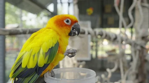 The sun parakeet (Aratinga solstitialis), also known as the sun conure Stock Footage 232393222
