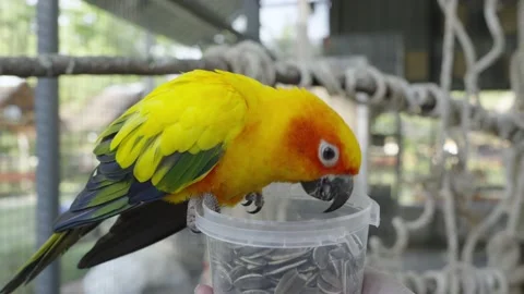 The sun parakeet (Aratinga solstitialis), also known as the sun conure Stock Footage 232393244