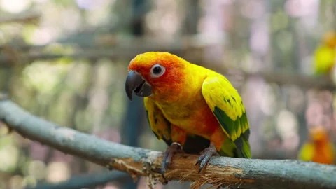 The sun parakeet (Aratinga solstitialis), also known in aviculture as the s.. 库存影片 262824419