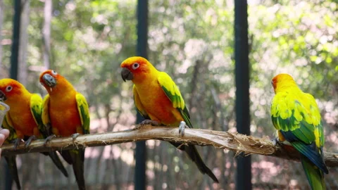 The sun parakeet (Aratinga solstitialis), also known in aviculture as the s.. Video stock 262824689