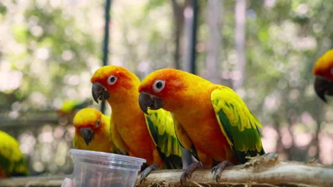 The sun parakeet (Aratinga solstitialis), also known in aviculture as the s.. 库存影片 262824923