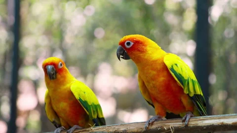 The sun parakeet (Aratinga solstitialis), also known in aviculture as the s.. 库存影片 262825085