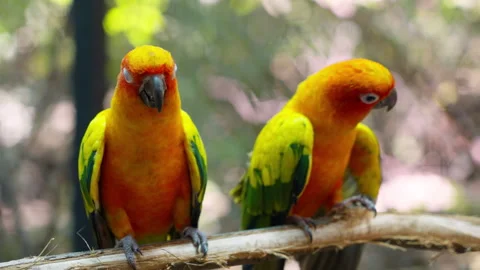 The sun parakeet (Aratinga solstitialis), also known in aviculture as the s.. 库存影片 262825091