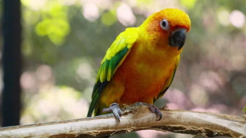 The sun parakeet (Aratinga solstitialis), also known in aviculture as the s.. 库存影片 262831463
