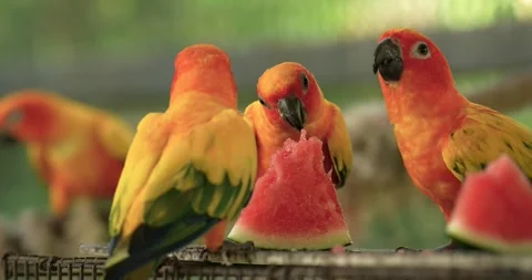 The sun parakeet (Aratinga solstitialis), also known as the sun conure. Stock Footage 271138597