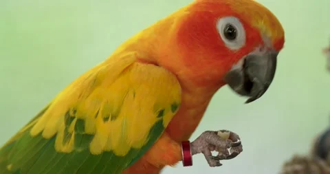 The sun parakeet (Aratinga solstitialis), also known as sun conure. Stock Footage 272449625