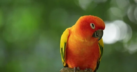 The sun parakeet (Aratinga solstitialis), also known as the sun conure. Stock Footage 272806612