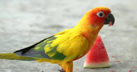 The sun parakeet (Aratinga solstitialis), also known as the sun conure. Stock Footage 274389786
