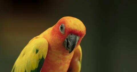 The sun parakeet (Aratinga solstitialis) bird. Stock Footage 273861167