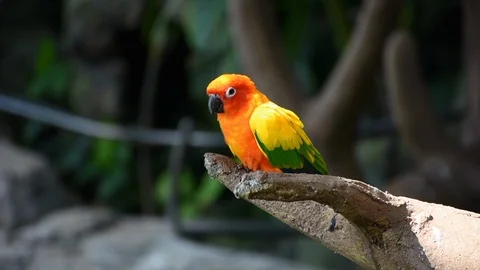 The sun parakeet  (Aratinga solstitialis), 스톡 동영상 109067357