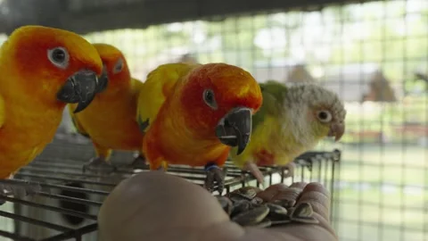 The sun parakeet (Aratinga solstitialis) Stock Footage 231988996