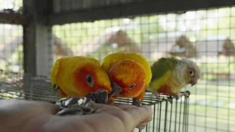 The sun parakeet (Aratinga solstitialis) Stock Footage 231989015