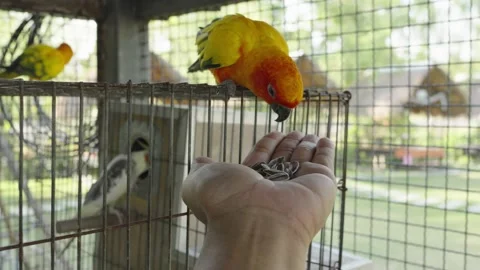 The sun parakeet (Aratinga solstitialis) Stock Footage 231989032