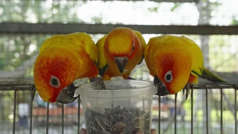 The sun parakeet (Aratinga solstitialis) Stock Footage 231989033