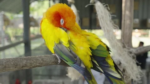 The sun parakeet (Aratinga solstitialis) Stock Footage 233005974