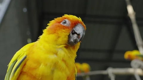 The sun parakeet (Aratinga solstitialis) Stock Footage 233006035