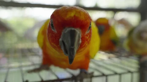 The sun parakeet (Aratinga solstitialis) Stock Footage 233006046