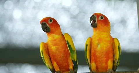 The sun parakeet (Aratinga solstitialis) is a medium-sized pet bird. Stock Footage 271575878