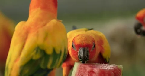 The sun parakeet (Aratinga solstitialis) is a medium-sized pet bird. Stock Footage 271575896
