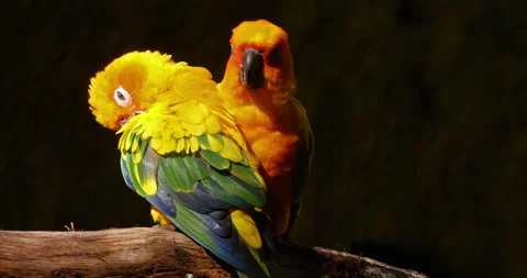 Sun Parakeet, aratinga solstitialis, Pair doing Feather Preening Session, Pair Stock Footage 234753077