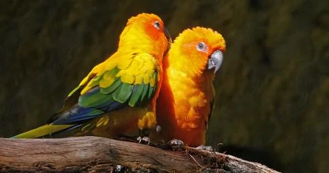 Sun Parakeet, aratinga solstitialis, Pair doing Feather Preening Session, P.. Stock Photos