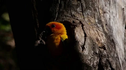 Sun Parakeet, Aratinga solstitialis; seen in its burrow looking down, 库存影片 159138459