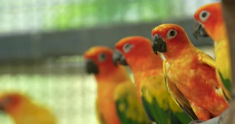 The sun parakeet (Aratinga solstitialis), vibrantly colored parrot. Stock Footage 272228562