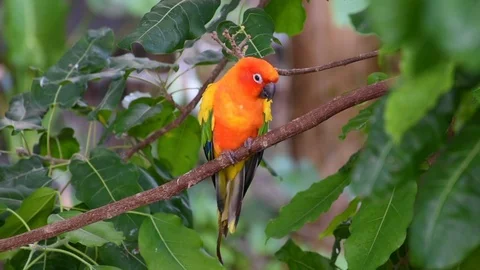 The sun parakeet beautiful  (Aratinga solstitialis), aka sun conure Stock Footage 109066870
