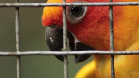 Sun Parakeet behind a wire cage looking around. 스톡 동영상 121347332