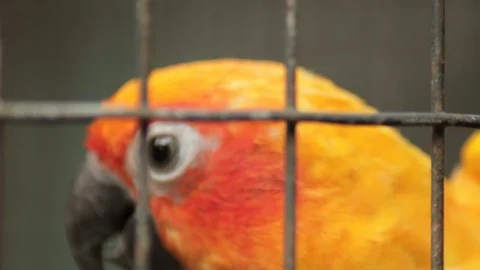 Sun Parakeet behind a wire cage looking around then, flying off. Stock Footage 121347337