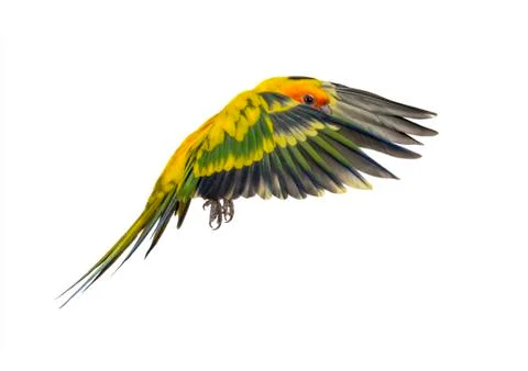 Sun parakeet, bird, Aratinga solstitialis, flying, isolated Stock Photos