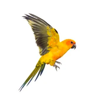 Sun parakeet, bird, Aratinga solstitialis, flying, isolated Stock Photos