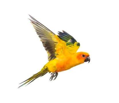 Sun parakeet, bird, Aratinga solstitialis, flying, isolated Stock Photos