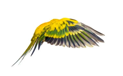 Sun parakeet, bird, Aratinga solstitialis, flying, isolated Stock Photos