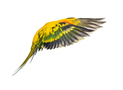 Sun parakeet, bird, Aratinga solstitialis, flying, isolated Stock Photos