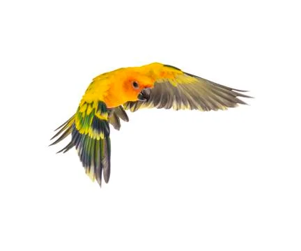 Sun parakeet, bird, Aratinga solstitialis, flying, isolated Foto stock