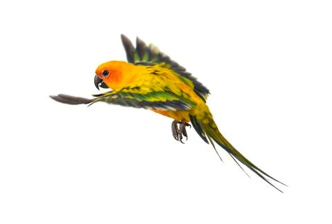 Sun parakeet, bird, Aratinga solstitialis, flying, isolated Foto stock
