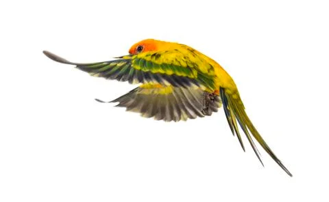 Sun parakeet, bird, Aratinga solstitialis, flying, isolated Stock Photos