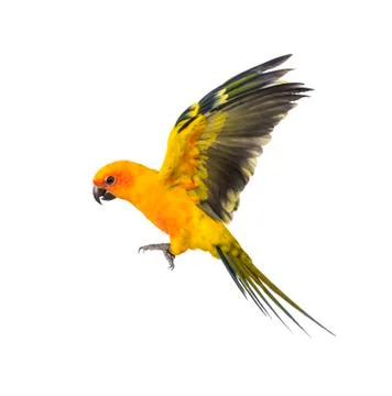 Sun parakeet, bird, Aratinga solstitialis, flying, isolated Stock Photos