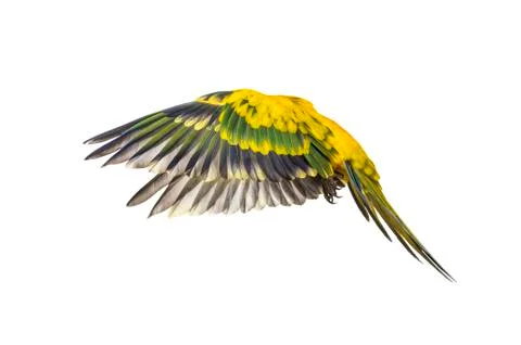 Sun parakeet, bird, Aratinga solstitialis, flying, isolated Stock Photos
