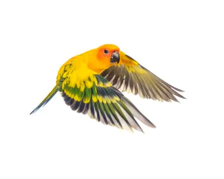 Sun parakeet, bird, Aratinga solstitialis, flying, isolated Stock Photos