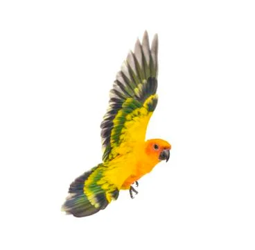 Sun parakeet, bird, Aratinga solstitialis, flying, isolated Stock Photos