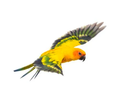 Sun parakeet, bird, Aratinga solstitialis, flying, isolated Stock Photos